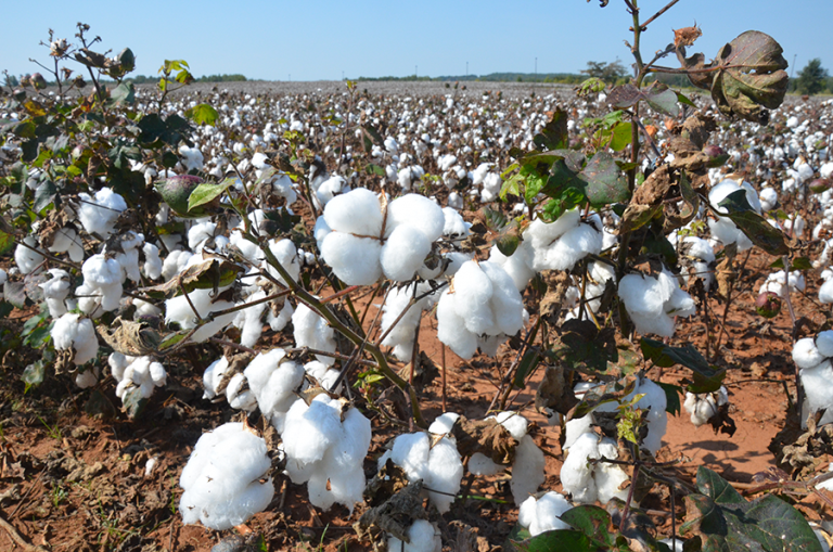 HudsonAlpha researchers create valuable genomic tools for the cotton industry