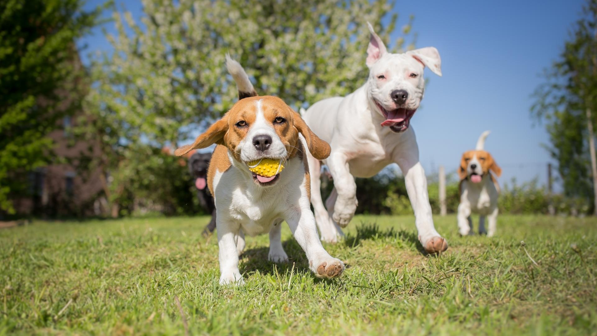 Huntsville greenlights design for new dog park on Cabela Drive